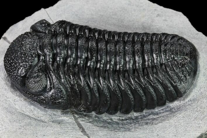 Boeckops Trilobite - Top Quality Specimen #165466